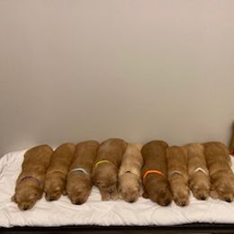 Goldendoodle Puppies from Knox Family Goldens & Doodles