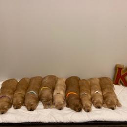 Goldendoodle Puppies from Knox Family Goldens & Doodles