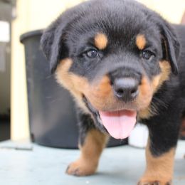 Boy 6 - Black and mahogany male Rottweiler puppy in Tallahassee, Florida from Patrick's Pups