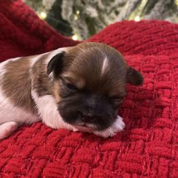 Winston - Black gold and white male Shih Tzu puppy in Lexington, North Carolina from SCS Shih Tzus