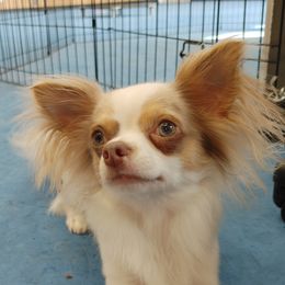 Oakley - Chihuahua