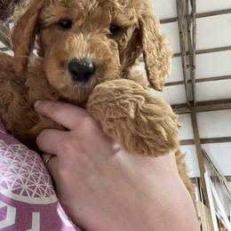 Goldendoodle and Poodle Puppies from Ransone’s Ridge Runners Poodles and Doodles