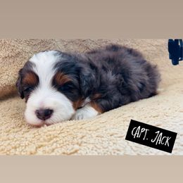 Boy 1 - Tri-color male Bernedoodle puppy in Sandy, Oregon from MC Doodles