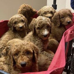 Goldendoodles from Mimi's Goldendoodles of Prattville Alabama