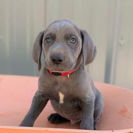 Calvin - Blue male Weimaraner puppy in Evart, Michigan from Drehbar Weimaraners