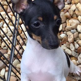 Toy Fox Terriers from Celticfox Toy Fox Terriers
