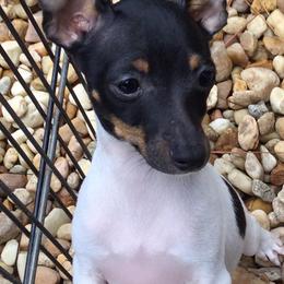 Toy Fox Terriers from Celticfox Toy Fox Terriers