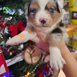Everest - Blue merle male Miniature Australian Shepherd puppy in Dunnellon, Florida from Ever After Mini Aussies