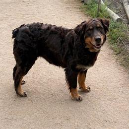 Quinn - Australian Shepherd