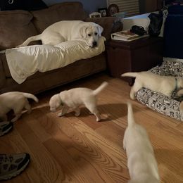 Labrador Retriever Puppies from Four Belles Labradors