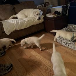 Labrador Retriever Puppies from Four Belles Labradors