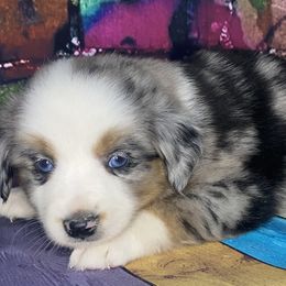 Boy 1 - Miniature Australian Shepherd puppy in Paris, Texas from Kuttin’ Up Mini Aussies