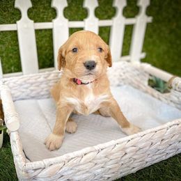 Goldendoodle Puppies from Peachy Doodles