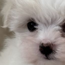 Maltese from California Marvalous Maltese
