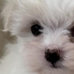 Maltese from California Marvalous Maltese