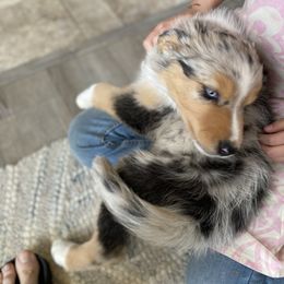 Bella's Bluebell (Blue Merle, Female) - Blue merle Miniature Australian Shepherd puppy in Douglas, Arizona from Starry-Eyed Mini Aussies with Tails