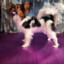 Companion Cross, Papillon, and Pomeranian Puppies from Lovely Ladies and Little Asses Miniature Equines (L3A Pomeranians & Papillons)