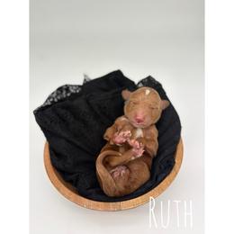 Ruth - Red  female Goldendoodle puppy in Smithfield, Kentucky from KBK9 Kennels
