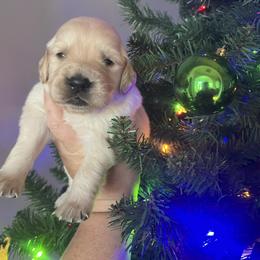 Red - Golden female Golden Retriever puppy in Jesup, Georgia from Painted Platinum Retrievers (Painted Platinum Kennel) PPK