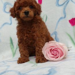 Mindy - Red  female Poodle puppy in Hurricane Mills, Tennessee from Scenic Hills Kennels