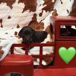 Green Boy - Liver male Boykin Spaniel puppy in Northport, Alabama from Blue Creek Boykins