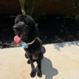 Lucy - Labradoodle