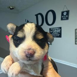 Abella - Piebald female Morkie puppy in Florence, Kentucky from 4paws4ever by Design