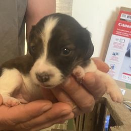 Sandi - Piebald female Dachshund puppy in Sharon Springs, New York from Show Us The Way Homestead