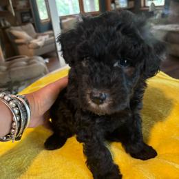Invincible Irving - Black male Pumi puppy in Rockbridge, Illinois from Rocklin Farms Pumi