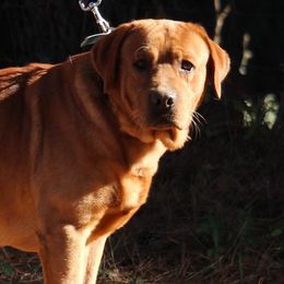 Doc - Labrador Retriever