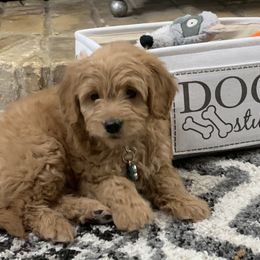 Goldendoodle and Golden Retriever Puppies from Utah Goldens