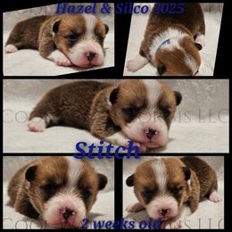 Stitch - Red male Pembroke Welsh Corgi puppy in Kiowa, Colorado from Cool Water Corgis LLC