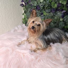 Chanel - Yorkshire Terrier