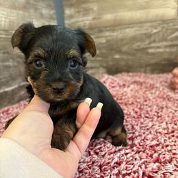 Valentina - Black and tan female Yorkshire Terrier puppy in Osseo, Michigan from Smiths Fluffy butts