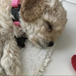 Poodle Puppies from Emmino Poodles