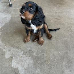 Cavalier King Charles Spaniel and Cavapoo Puppies from Larisa's Cavaliers
