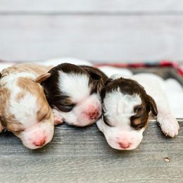 Bearded Retriever, Bernedoodle, and Poodle Puppies from Doodle Belle Puppy