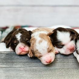 Bearded Retriever, Bernedoodle, and Poodle Puppies from Doodle Belle Puppy