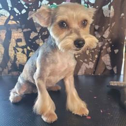 Olive - Yorkshire Terrier