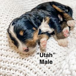 Utah - Tri-color male Bernedoodle puppy in Hudson, Indiana from TurkeyCreek-K9