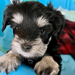 Miniature Schnauzers from Jessica's Miniature Schnauzers