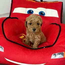 Poppy - Apricot female Goldendoodle puppy in Brooksville, Florida from Abby’s Standard Goldendoodles