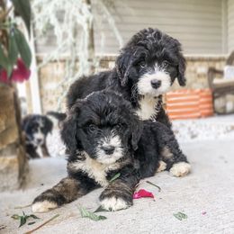 Bernedoodle Puppies from Baldridge Bernedoodles