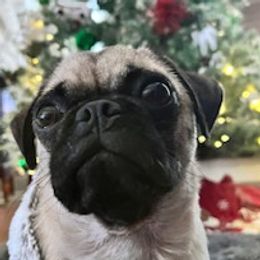 Pugs from Billy's and Breanna's Place
