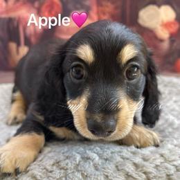 Apple (Reduced thru Monday) - Black and cream female Dachshund puppy in Jena, Louisiana from Amy’s Mini Doxies