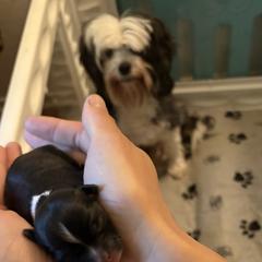 Dark Socks - Black and silver male Lowchen puppy in Grass Valley, California from Potrero Lowchen