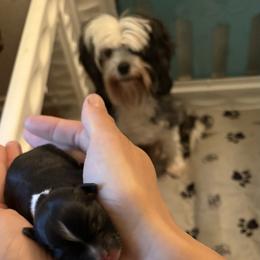 Dark Socks - Black and silver male Lowchen puppy in Grass Valley, California from Potrero Lowchen