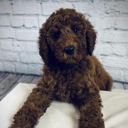 Lady Arizona - Red  female Poodle puppy in Plainwell, Michigan from Northern Heart Standards