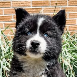 Siberian Husky Puppies from Wooly Woof Siberians