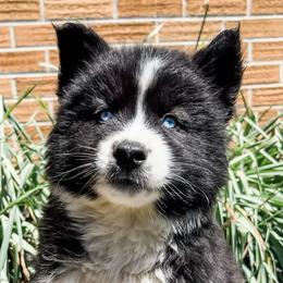 Siberian Husky Puppies from Wooly Woof Siberians